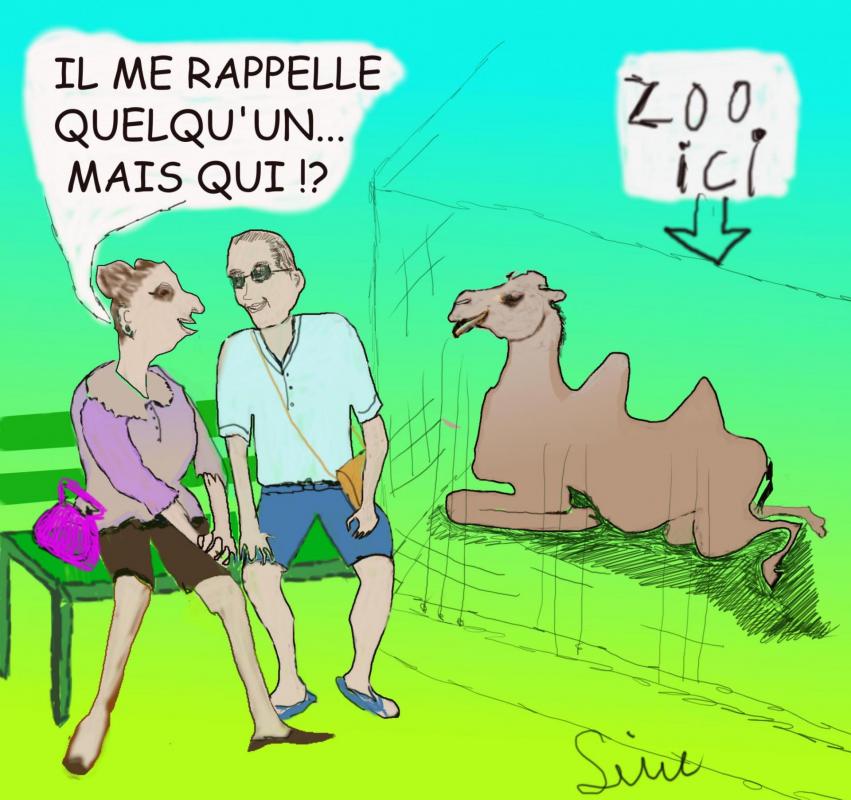 Bd zoo chameau